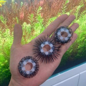 Vòng Mắt Trừu Lông Cao Cấp Đeo - Tăng Khoái Cảm