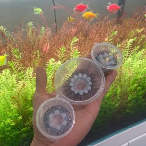 Alternative view of Vòng Mắt Trừu Lông Cao Cấp Đeo - Tăng Khoái Cảm